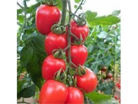 Seedart Tohum Romantik F1 Kokteyl Domates Tohumu 1000 Adet